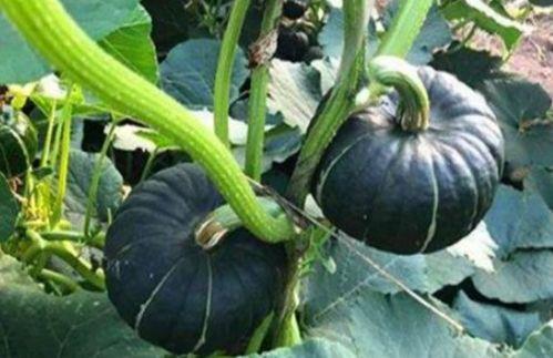 吃瓜站点网红,揭秘幕后故事与热门话题  第2张