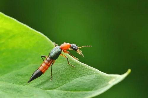 爆料虫子玩具视频教程完整版,视频教程完整版深度解析  第3张